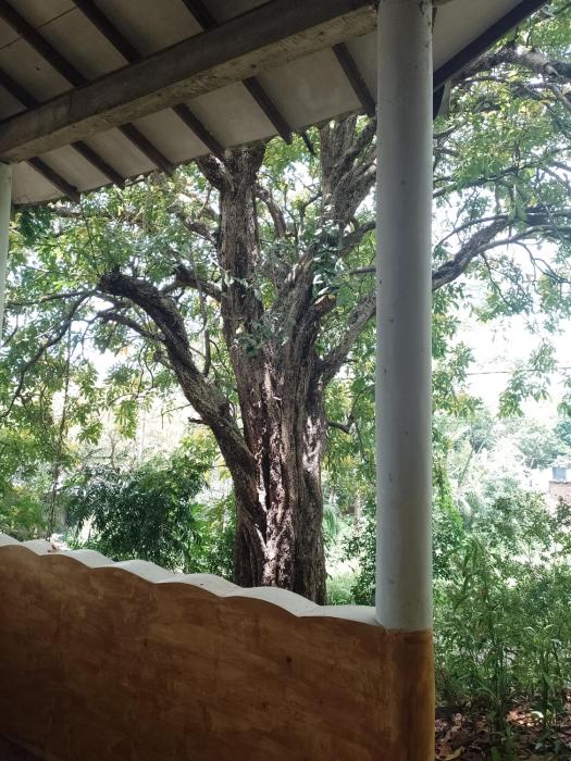 Kon Tree Shade