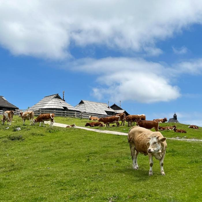 Chalet Korosica Velika Planina