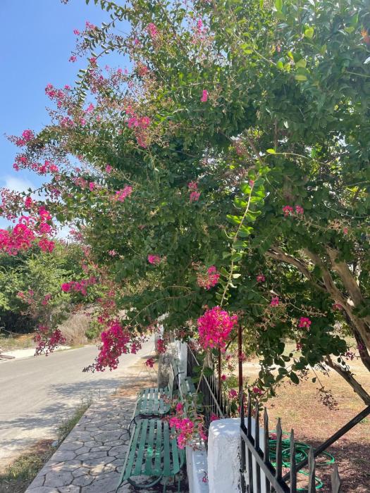 Aspasias Traditional Studio