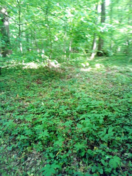 Appartementt à louer à Rennes