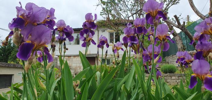 Стая за гости "Ирина"