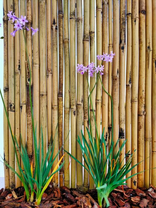 Da Mimma di Casa Camilla Journey