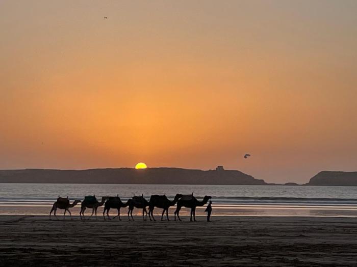 La Symbiose Essaouira