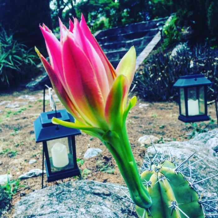 Cabañas spa el petrel