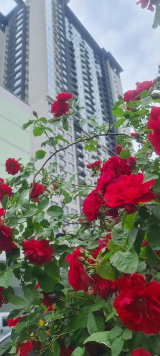 VIKTORY 5 B, apartments Kyiv