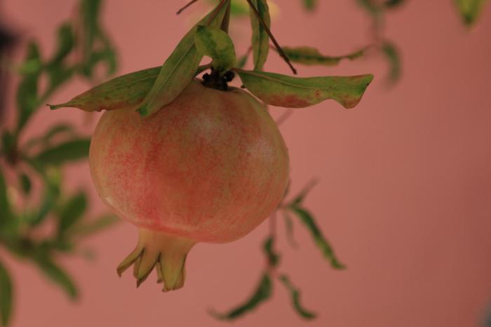 Η Ροδιά - Rodia