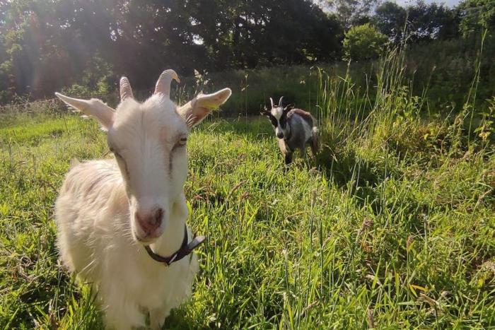 Gîte de la Petite Ferme Bretonne