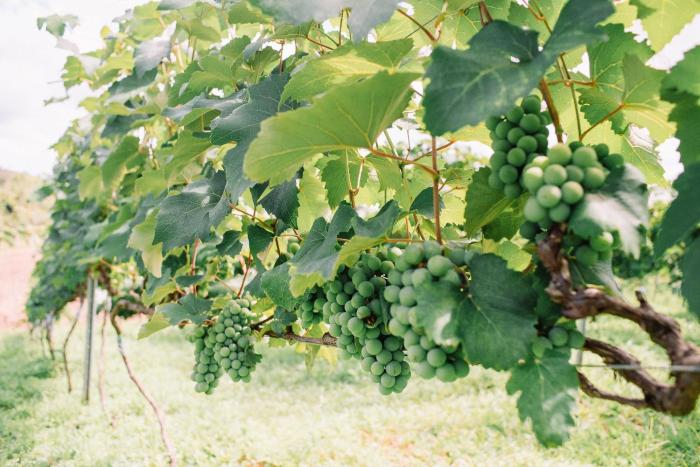 Recanto das Videiras - Casa em Vinícola