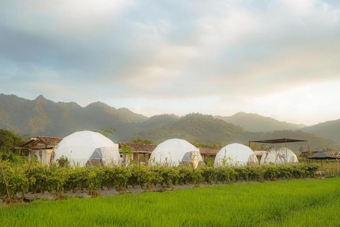 Borobudur Luxury Glamping