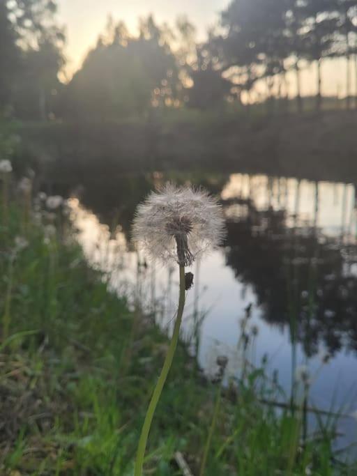 Domek nad stawem