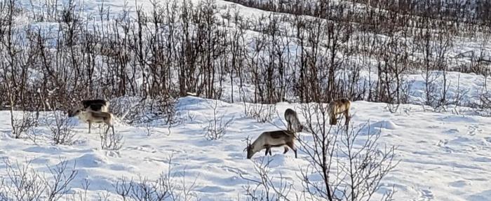 Big 3 bedrom cabin at Grønnliskaret, Ringvassøya.