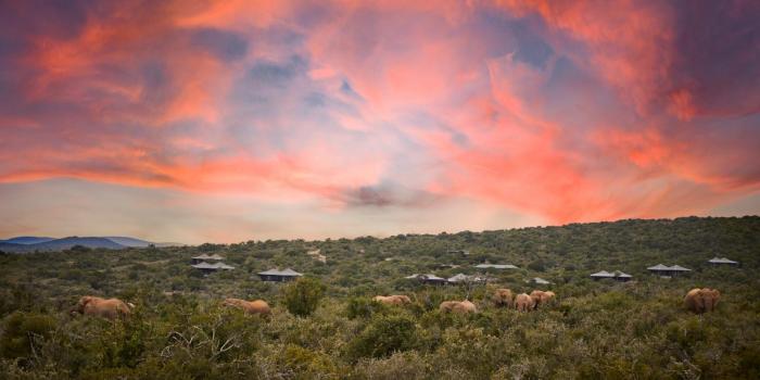 Kwandwe Private Game Reserve - Ecca Lodge