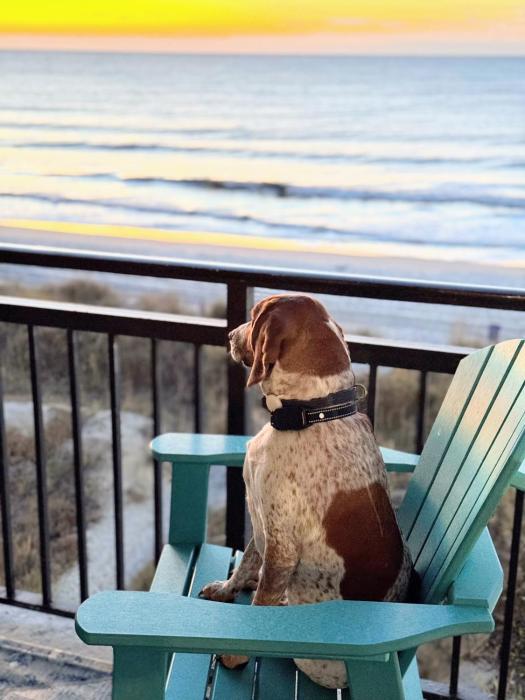 Oceanfront 3br2ba Dog Friendly