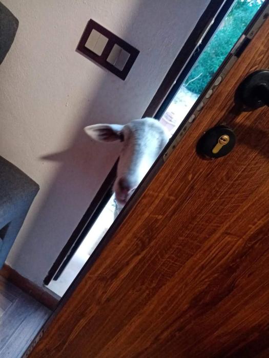 Centro ecuestre Girasol