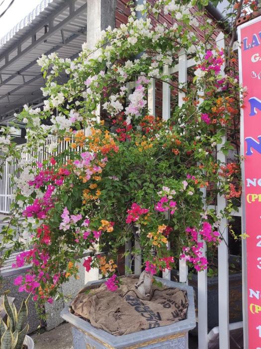 Nhà Nghỉ Vườn Oải Hương LAVENDER GARDEN GUEST HOUSE