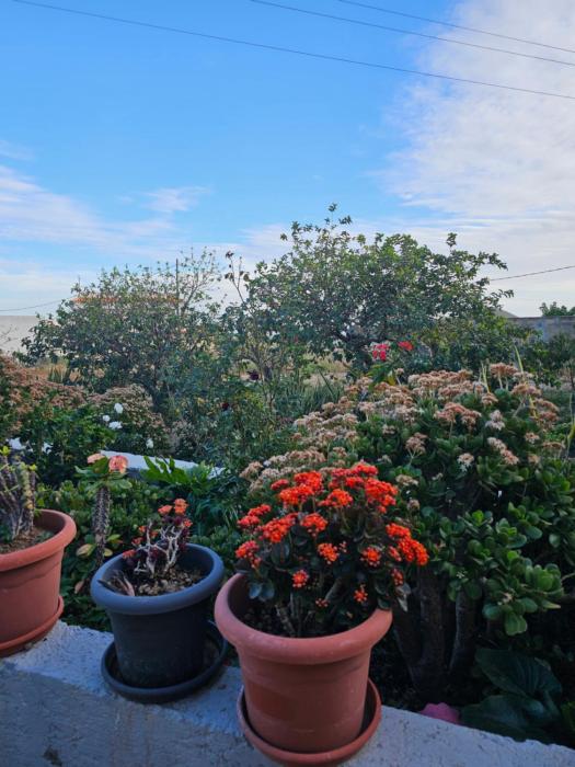 Eterna Primavera Fayna