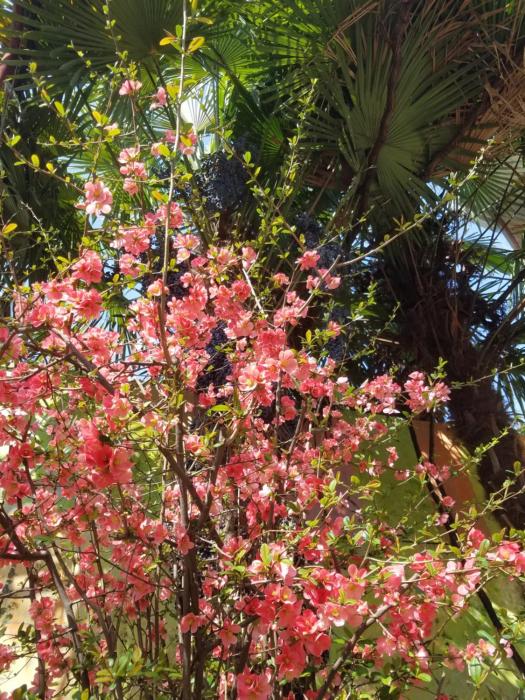 уиут Ниниа сад