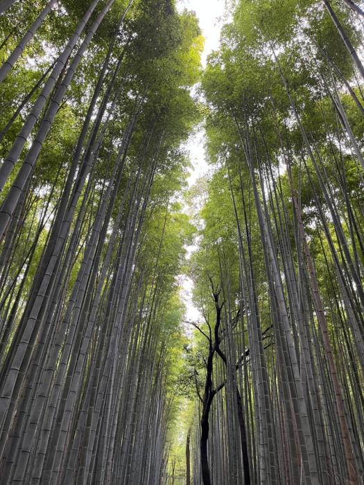 House of Dragon Arashiyama Central 天龙の宿 岚山正中心纯和风民宅可停车可接待5人入住 天龙寺步1分竹林渡月桥步3分 嵯峨岚山駅步4分 新干线至京都站11分