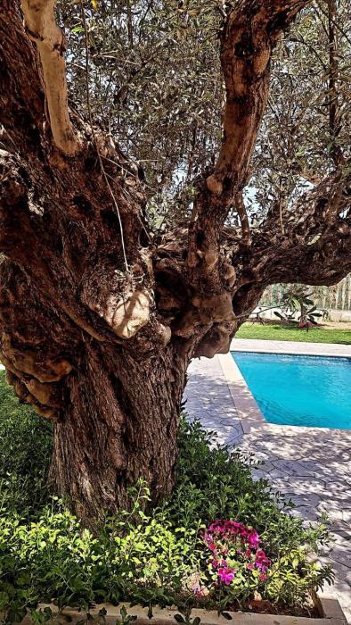 Olive Sense Villa with jacuzzi and sauna