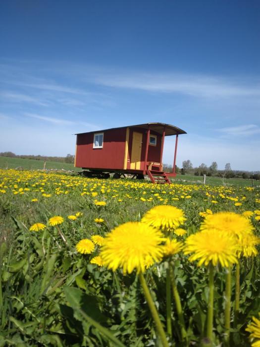Gula Vagnen på en äng i lantlig miljö