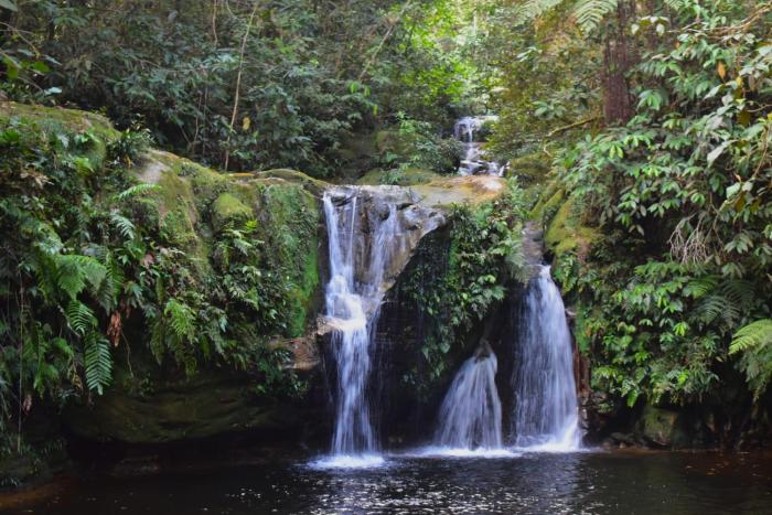 hot springs jungle
