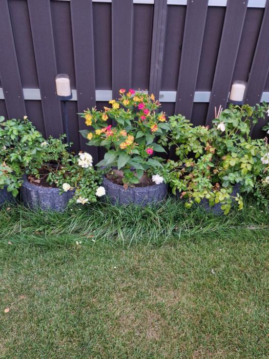 Haus im Grünen - App OG