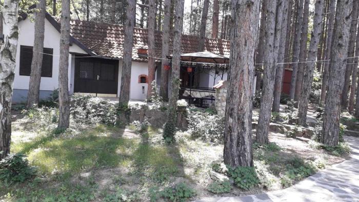 Apartman medju borovima