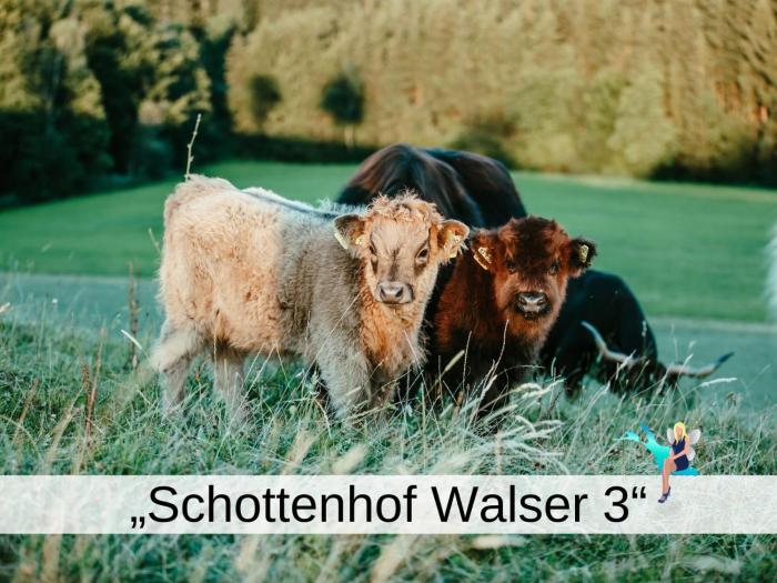 Ferienwohnung Schottenhof Walser 3 - Alleinlage im Grünen mit Panoramablick