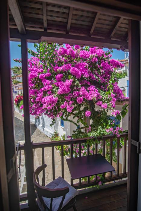 The Bougainvillea