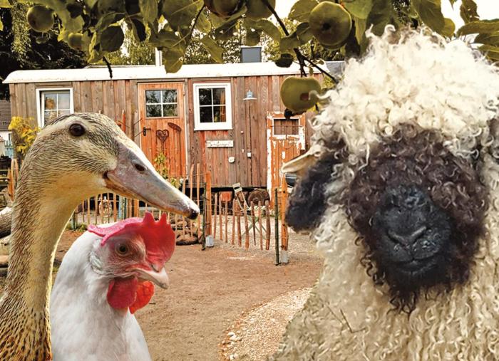 Schäferwagen aufm Minibauernhof in Munster