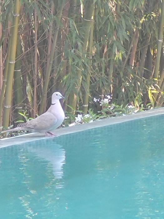 Villa pres d Aix en provence et Marseille