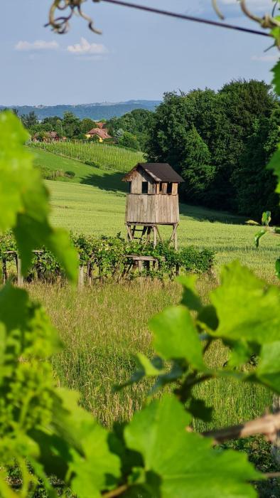 Hiša nad vinogradom