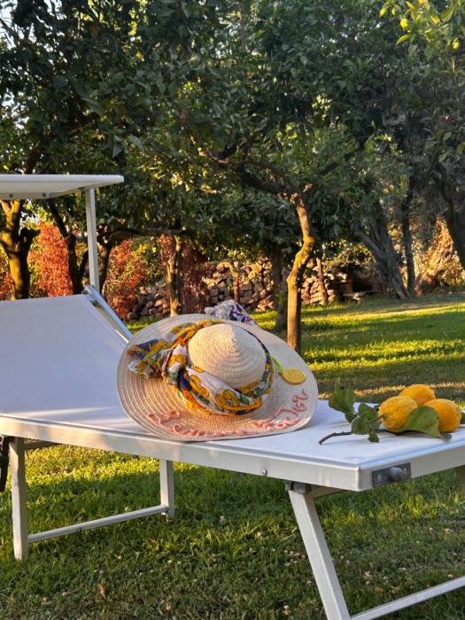 Lemon Factor Sorrento