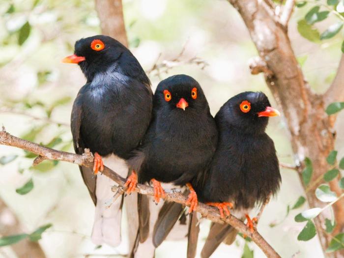 Elephant Memories Glamping Safari Tents and more