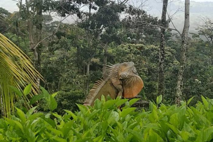Volcano View Oasis Arenal