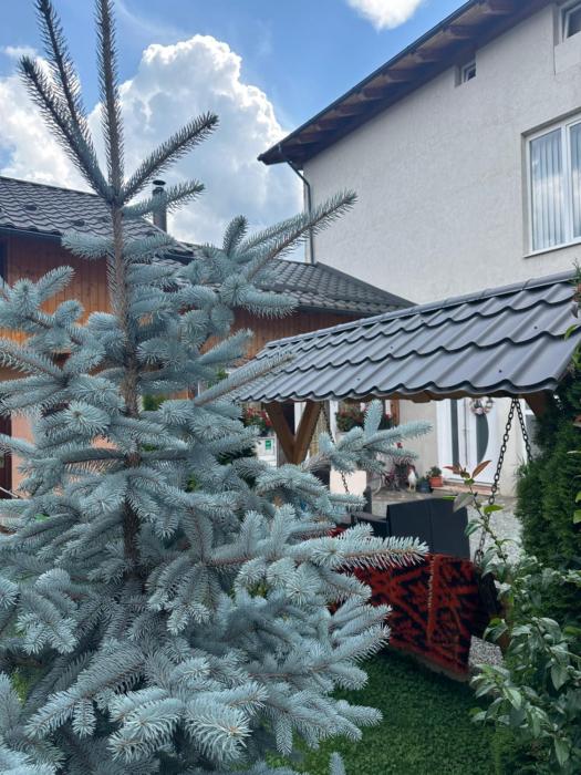 Pensiunea Alexandra Livia