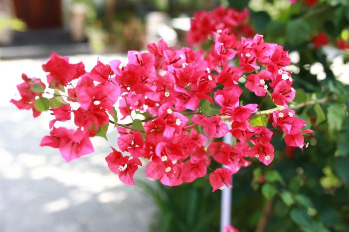 Bougainvillea Homestay 3BR - Lotus Pond - Cooking Class - Pool - BBQ Garden