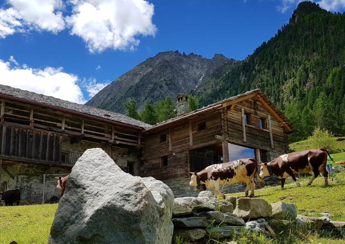 Incantevole appartamento in Rascard VDA AYAS 0139