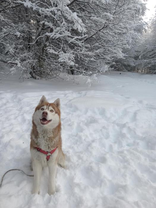 Departamento céntrico krenn