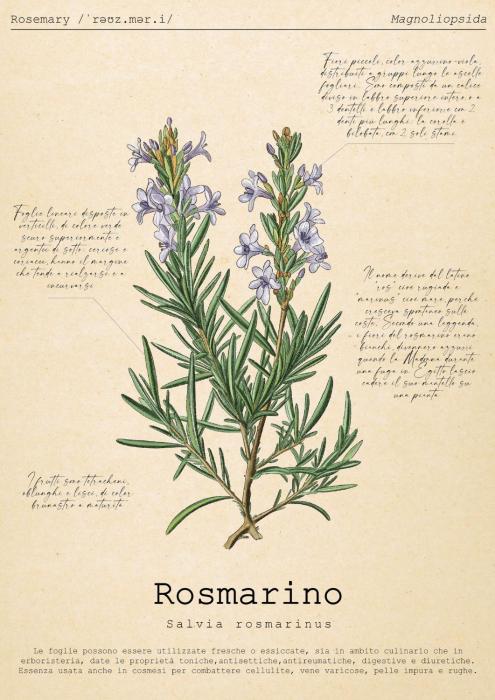 Le Floreali - Casa Rosmarino