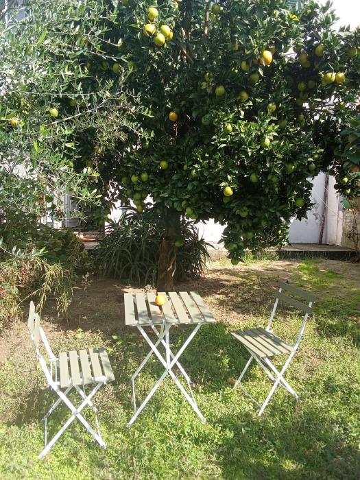 Orange tree apartment