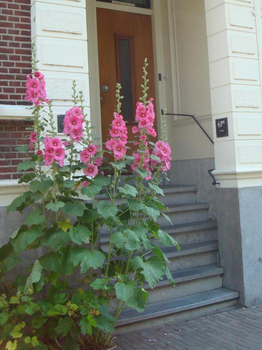 Historic canal house in green residential area