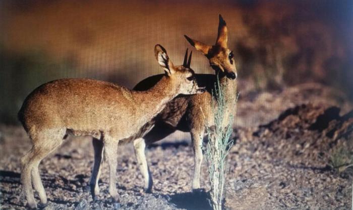 Jackal Buzzard Mountain Haven & Weddings