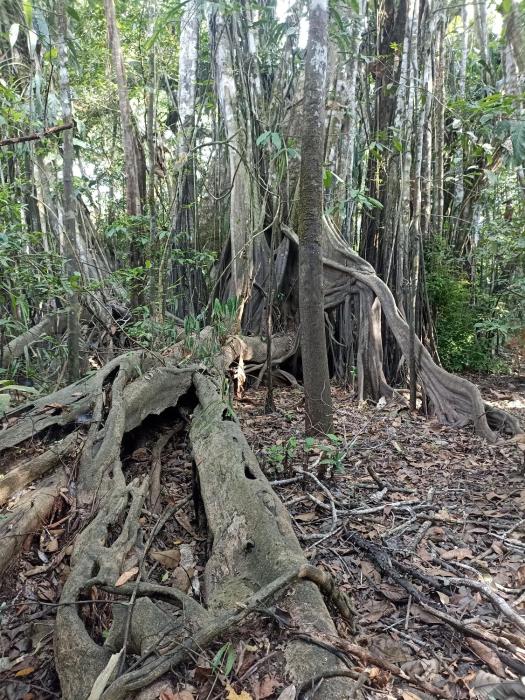 Atacuari Salvaje Tours Amazonas