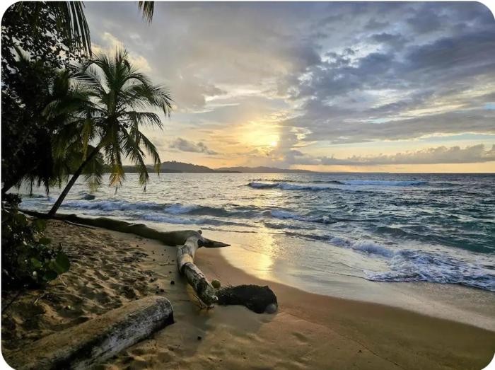 Evolution House Jungle Oasis