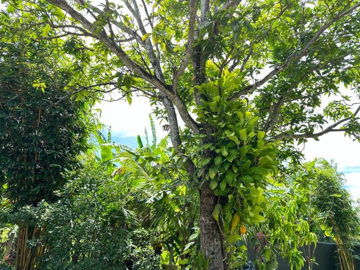 The Green Haven Villa