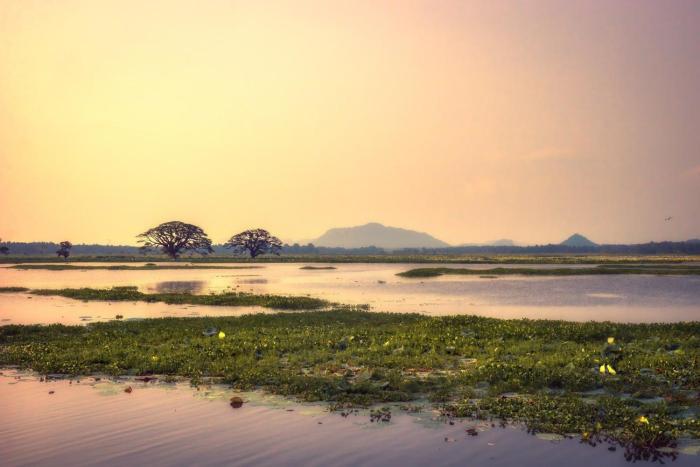 Water Birds Resort & Yala Safari