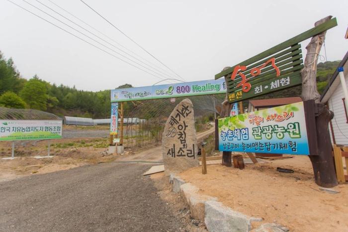 Gangwon Taegisan morning birdsong