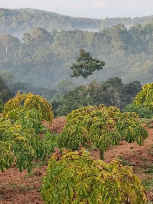 Thomaskuttys Farmhouse Homestay