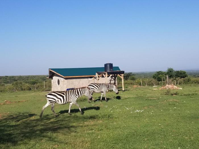 Olgosua Homestay Maasai Mara